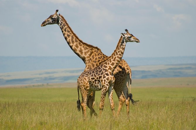 4 Day Masai Mara & Lake Nakuru Group Joining Camping Safari - Daily Departures - Day 2: A full Mara day and the Mara River