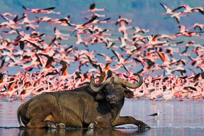 4 Day Masai Mara & Lake Nakuru Group Joining Camping Safari - Daily Departures - Guides, vehicles, and the value of a small group