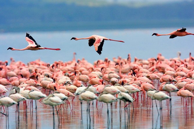 4 Day Masai Mara & Lake Nakuru Group Joining Camping Safari - Daily Departures - Meals, camping, and what to clarify