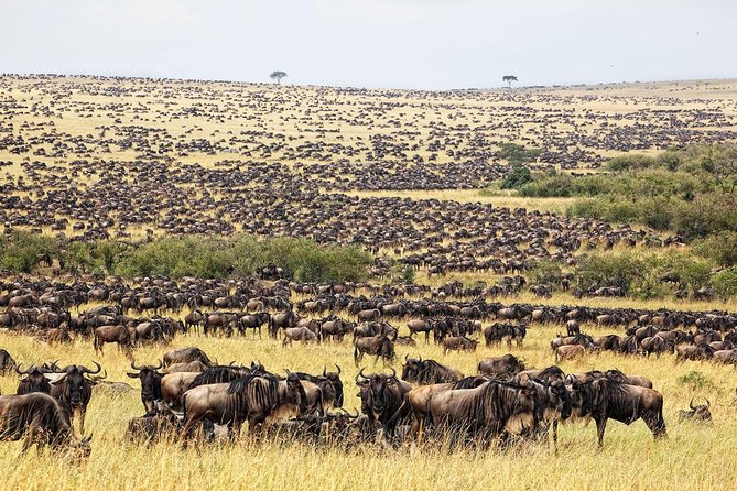 4 Day Masai Mara & Lake Nakuru Group Joining Camping Safari - Daily Departures - Who should book this safari?