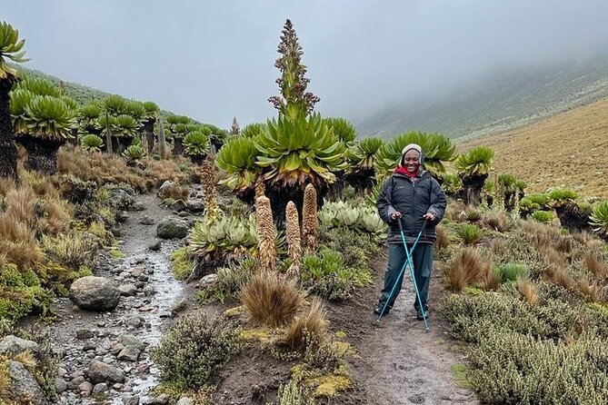 4-Day Mount Kenya Trekking with Pick Up - Day four: rainforest descent and the road back to Nairobi