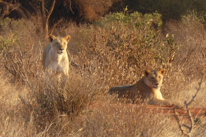 4-Day Tsavo East West and Amboseli National Park from Mombasa - Three parks in four days, from coast to capital