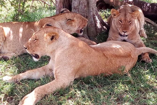 4-Day Tsavo East West and Amboseli National Park from Mombasa - Mzima Springs: a short stop with a different rhythm