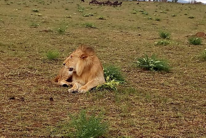 4-Day Tsavo East West and Amboseli National Park from Mombasa - Day 3: Amboseli elephants beneath Mount Kilimanjaro