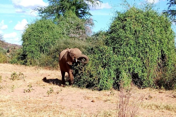 4-Day Tsavo East West and Amboseli National Park from Mombasa - Meals, lodges, and what to pack