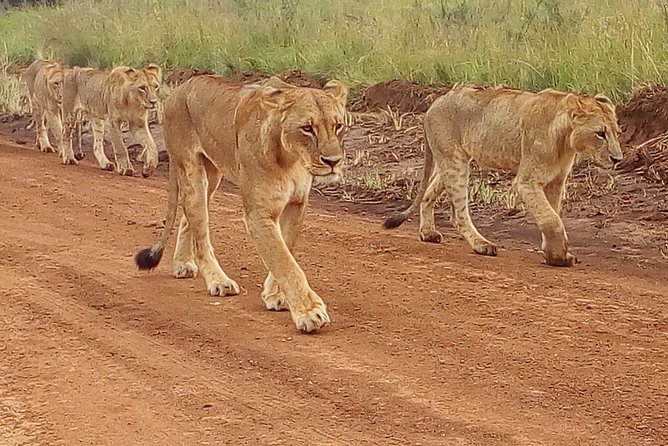 4-Day Tsavo East West and Amboseli National Park from Mombasa - Day 1: Tsavo East and the search for red elephants