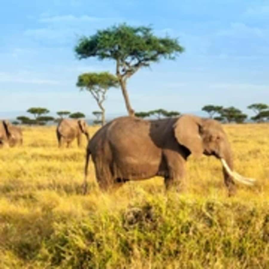 4 Days 3 Nights Masai Mara, L.Nakuru Jeep. - Key points to know before booking