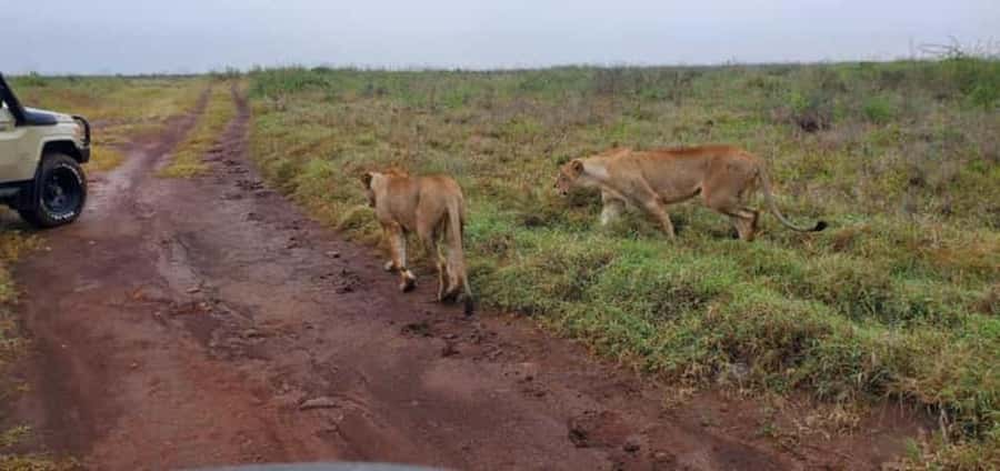 4 Days 3 Nights Masai Mara, L.Nakuru Jeep. - Why this four-day route works