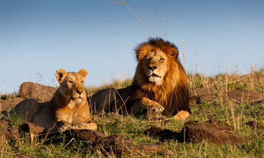 4 Days 3 Nights Masai Mara, L.Nakuru Jeep. - Day one: Masai Mara arrival and afternoon wildlife