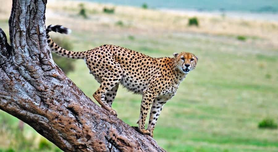 4 Days 3 Nights Masai Mara, L.Nakuru Jeep. - What the $332 price really covers