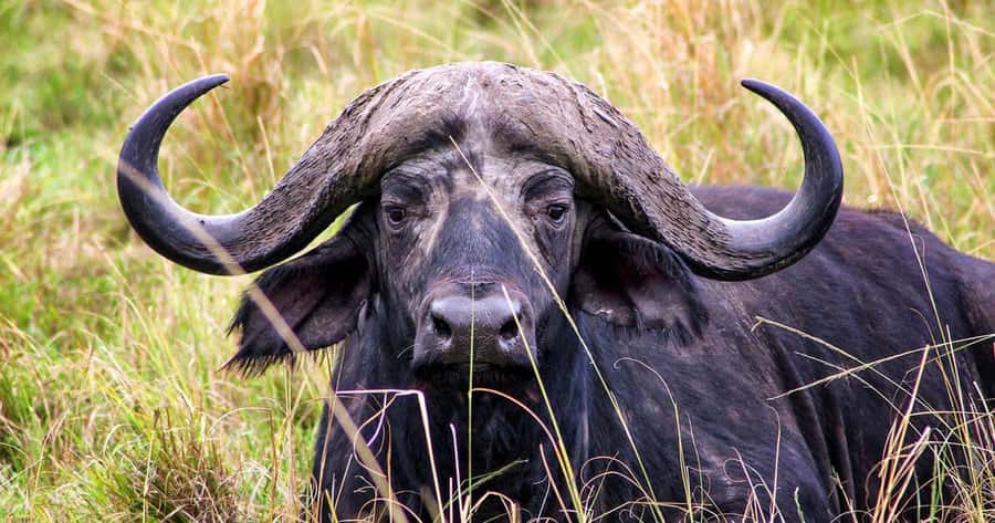 4 Days 3 Nights Masai Mara, L.Nakuru Jeep. - Who should book this safari?