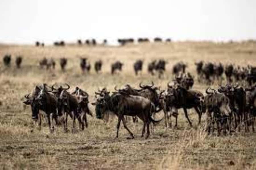 4 Days 3 Nights Masai Mara, L.Nakuru Jeep. - From Nairobi through the Great Rift Valley