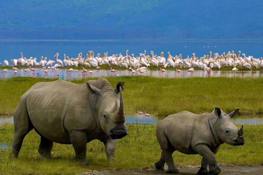 4 Days group safari in a safari van With no park fees - The real cost of a $350 Kenya safari