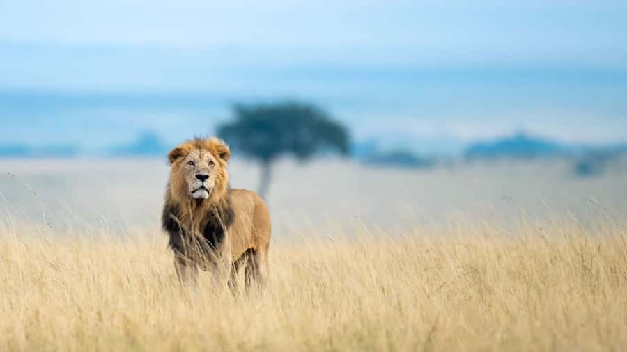 4 Days group safari in a safari van With no park fees - Day two: a full day among the Mara wildlife