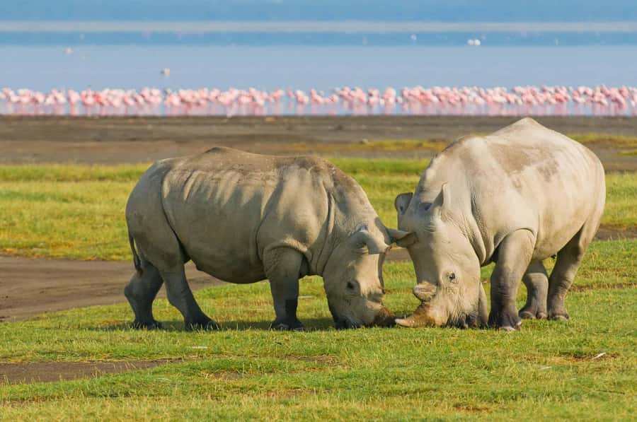 4 days Group safari in Masaai Mara and Lake Nakuru Park - Key points to know before booking
