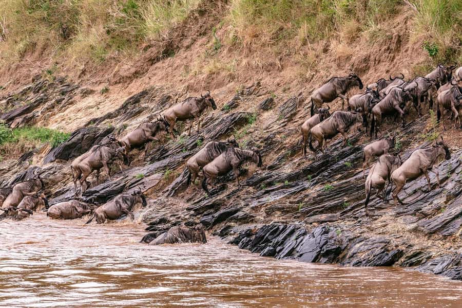 4 days Group safari in Masaai Mara and Lake Nakuru Park - Day 4: White rhinos and birds at Lake Nakuru
