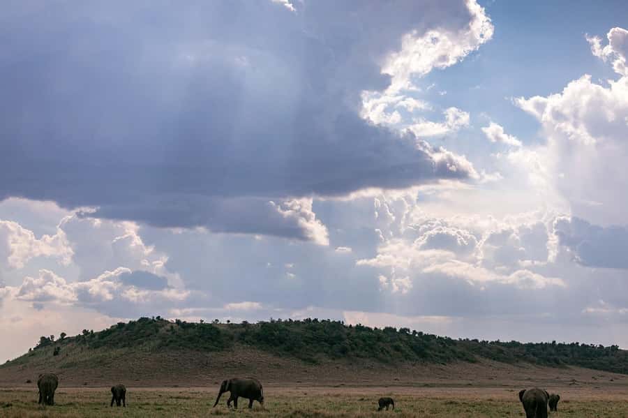 4 days Group safari in Masaai Mara and Lake Nakuru Park - Guides, group rhythm, and the real safari experience