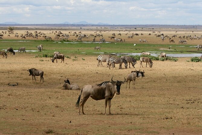 4 Days Landcruiser Safari to Masai Mara and Lake Nakuru - Day two: a full day in Masai Mara