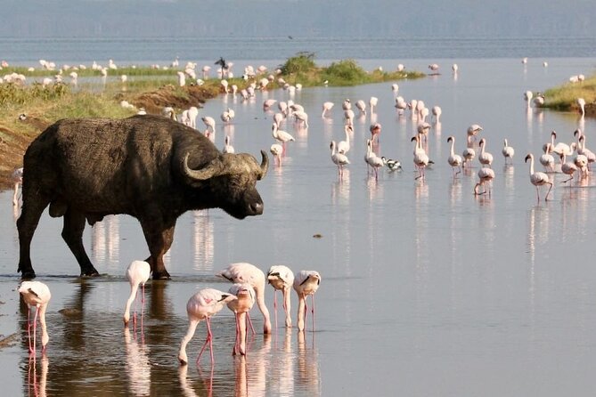 4 Days Landcruiser Safari to Masai Mara and Lake Nakuru - Day three: leaving the Mara for Lake Nakuru