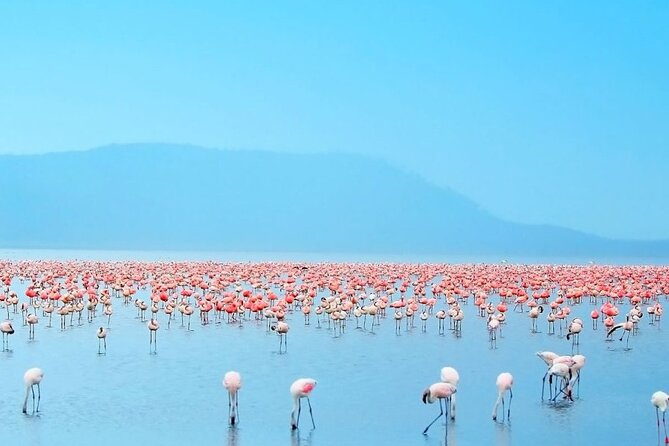 4 Days Landcruiser Safari to Masai Mara and Lake Nakuru - What the $660 price really includes