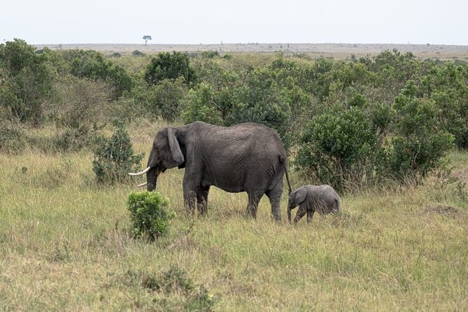 4 Days Landcruiser Safari to Masai Mara and Lake Nakuru - Who should book this safari
