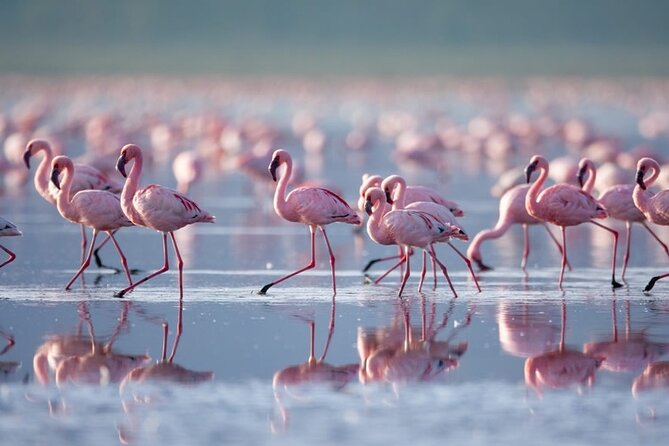 4 Days Landcruiser Safari to Masai Mara and Lake Nakuru - Day one: Nairobi to Masai Mara and an evening game drive