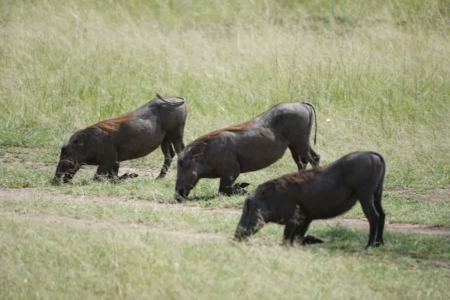 4 DAYS MAASAI MARA GROUP SAFARI: (WITH MARA PARK FEES) - 4WD - Key points to know before booking