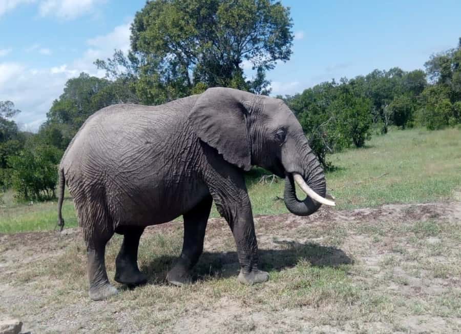 4 DAYS MAASAI MARA GROUP SAFARI: (WITH MARA PARK FEES) - 4WD - What to pack for the Mara