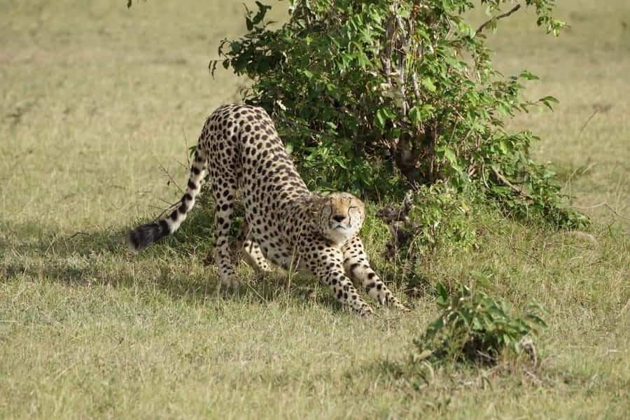 4 DAYS MAASAI MARA GROUP SAFARI: (WITH MARA PARK FEES) - 4WD - Day one: Nairobi, the Rift Valley, and a sunset drive