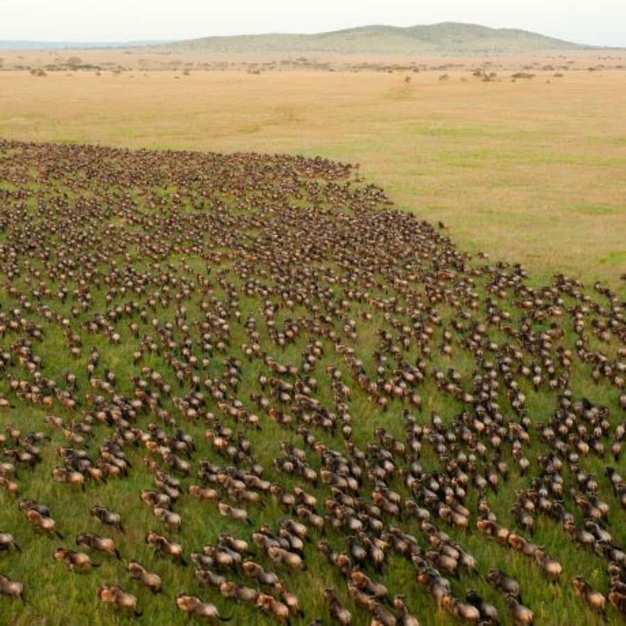 4 DAYS MAASAI MARA & LAKE NAKURU SMALL GROUP SAFARI BY 4WD - Why the Maasai Mara is the heart of the trip