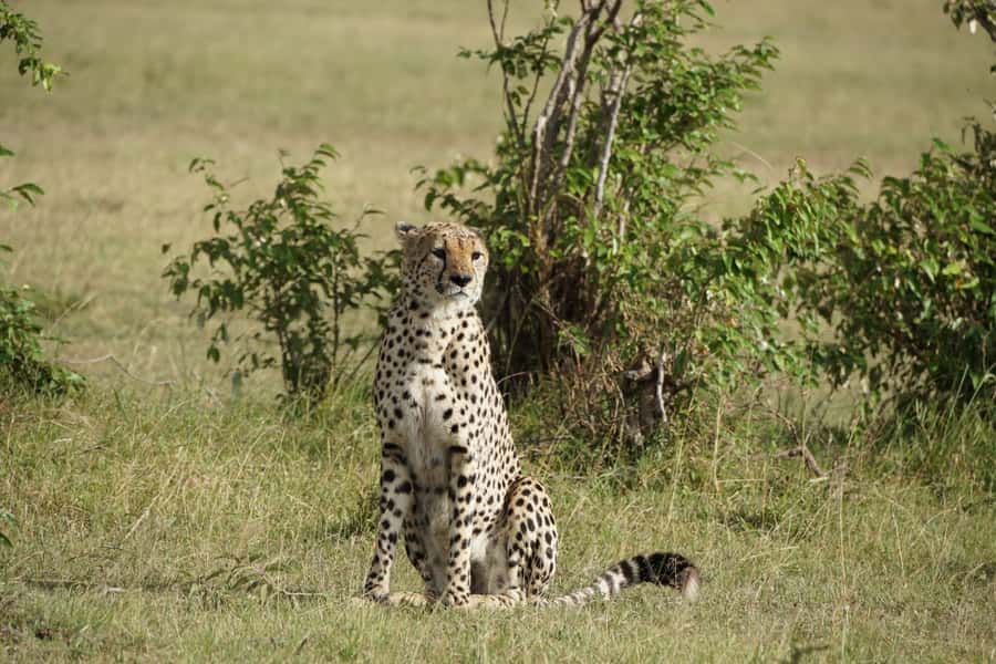 4 DAYS MAASAI MARA & LAKE NAKURU SMALL GROUP SAFARI BY 4WD - Day two: a full Mara day, the river, and picnic lunch