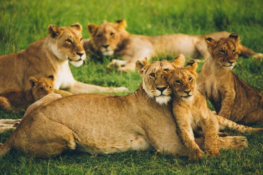 4 DAYS MAASAI MARA & LAKE NAKURU SMALL GROUP SAFARI BY 4WD - The Maasai community visit is optional, not included