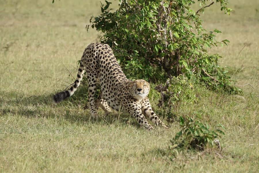 4 DAYS MAASAI MARA & LAKE NAKURU SMALL GROUP SAFARI BY 4WD - Day four: Lake Nakuru’s white rhinos and possible flamingos
