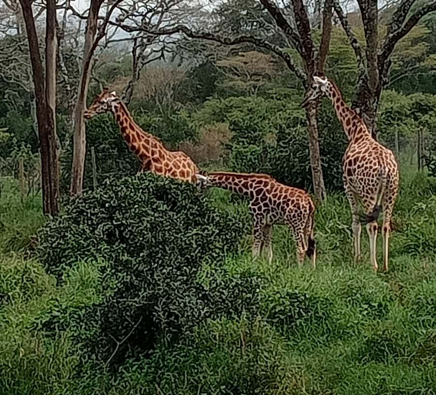4 DAYS MAASAI MARA & LAKE NAKURU SMALL GROUP SAFARI BY 4WD - Day one: Nairobi, the Great Rift Valley, and a first Mara drive