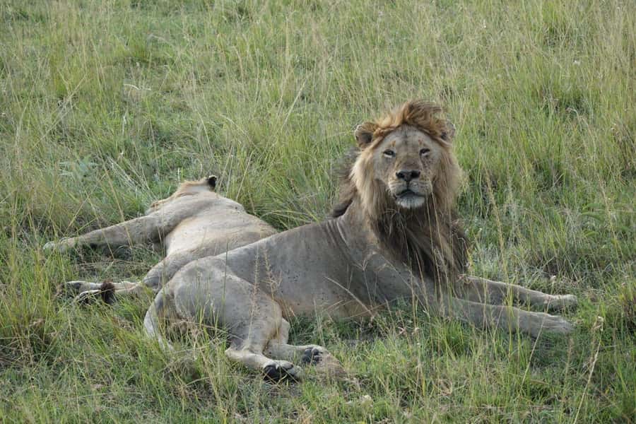 4 DAYS MAASAI MARA NATIONAL RESERVE GROUP SAFARI- 4WD - The value of four days in Maasai Mara