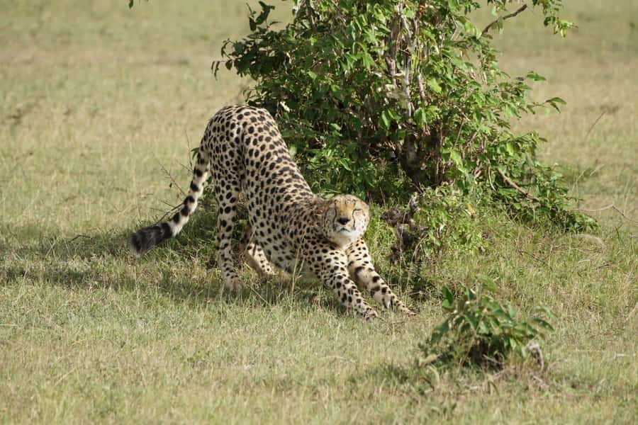 4 DAYS MAASAI MARA NATIONAL RESERVE GROUP SAFARI- 4WD - Nairobi to the Mara via the Great Rift Valley