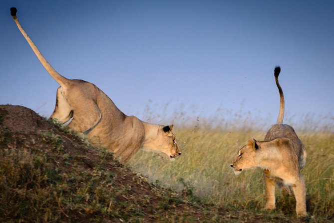 4 Days Masai Mara and Lake Nakuru Budget Safari Meals included - Day 3: An early Mara drive and the road to Lake Nakuru