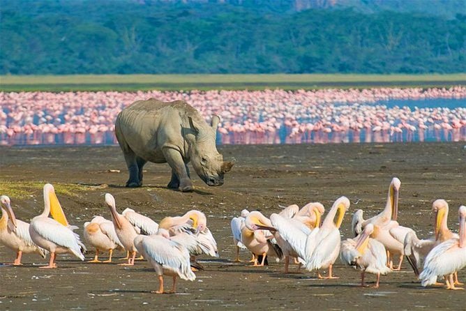 4 Days Masai Mara and Lake Nakuru Budget Safari Meals included - What the $336 price really covers