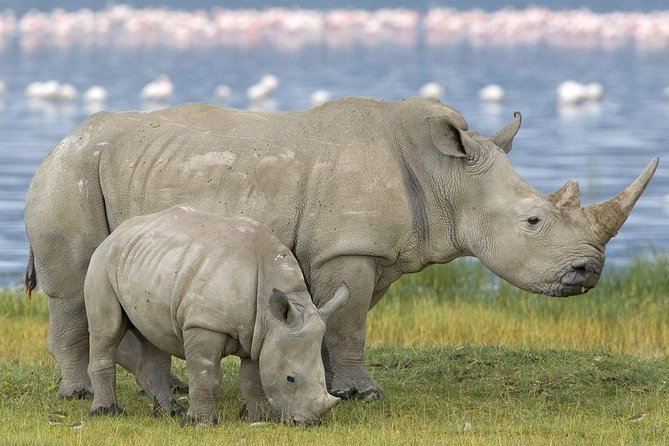 4 Days Masai Mara and Lake Nakuru Budget Safari Meals included - The guide can shape the whole safari