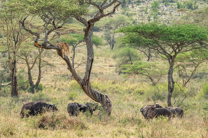 4 Days Masai Mara and Lake Nakuru Mid-Luxury safari - Day three: making the most of a full Mara day