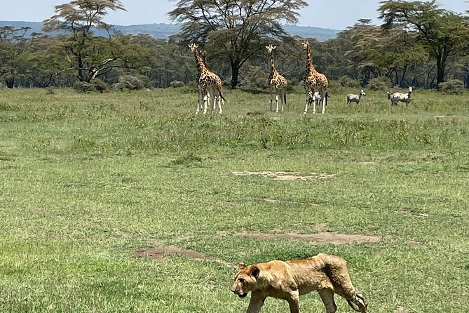 4 Days Masai Mara and Lake Nakuru Mid-Luxury safari - Day one: flamingos and rhinos at Lake Nakuru