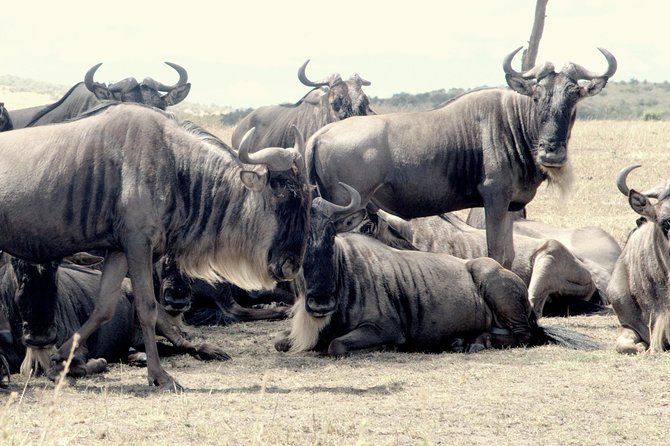 4 Days Masai Mara Camping Safari - Guides, Vehicles, and the Human Side of the Trip