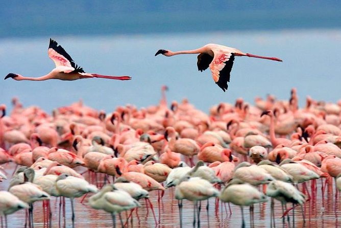 4 Days Masai Mara & Lake Nakuru Lodge Safari - Lodges, meals, and what is actually included