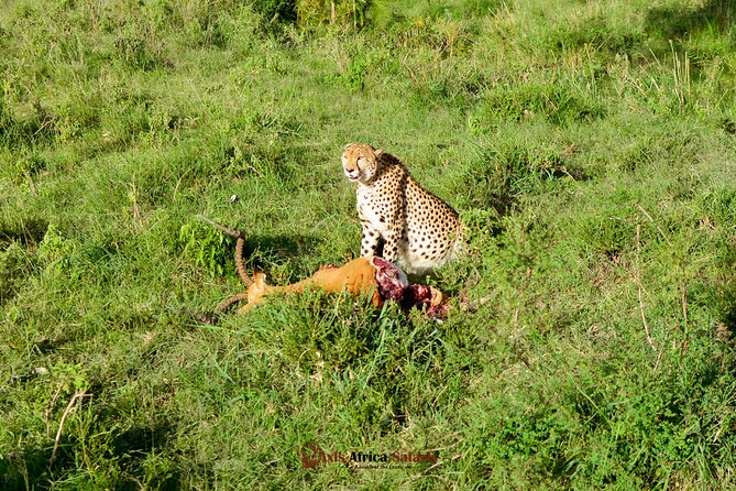 4 Days Safari Adventure Masai Mara and Nakuru Park Group - Day 3: Optional Maasai village visit and the road to Nakuru