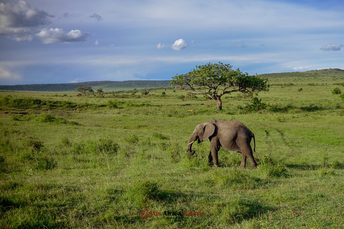 4 Days Safari Adventure Masai Mara and Nakuru Park Group - Day 1: Nairobi to the Mara through the Rift Valley