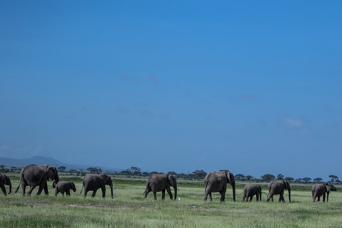 4 Days Safari from Mombasa to Amboseli and Tsavo West and East - Day three: sunrise views and Tsavo East elephants