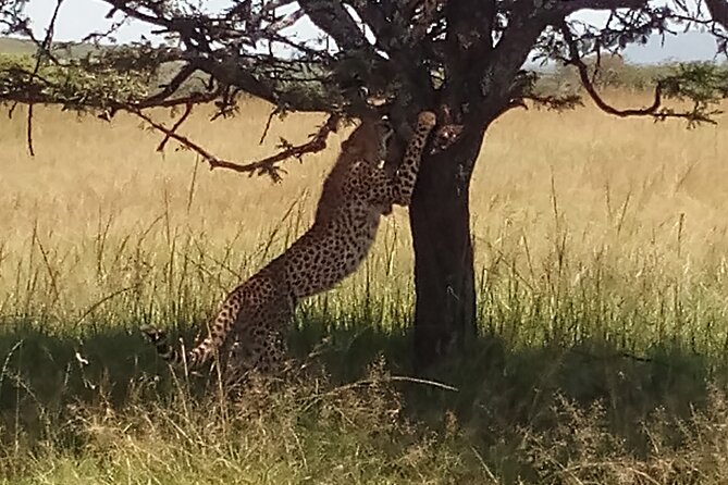 4 Days Safari to Lake Nakuru N/P and Maasai Mara N/R - The road from Nakuru to Maasai Mara
