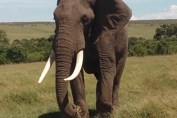 4 Days Safari to Lake Nakuru N/P and Maasai Mara N/R - Sunrise in the Mara and the return to Nairobi
