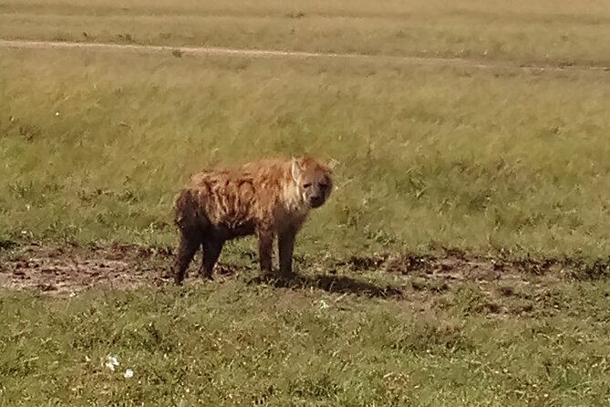 4 Days Safari to Lake Nakuru N/P and Maasai Mara N/R - What the private format is really worth