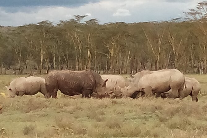 4 Days Safari to Lake Nakuru N/P and Maasai Mara N/R - What to know before you reserve